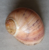 Neritodryas dubia mikoi 1)  T. Cossignani, 2016